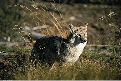 3D动作格斗游戏《异人之下》Steam页面 发行日期待定