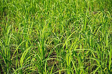 《马里奥赛车巡回赛》万圣节新角色吸血鬼瓦路易吉登场